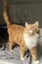 Kittens, teens & cats - Furrytails Kitten Rescue in Levin Carousel 11