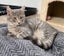 Kittens, teens & cats - Furrytails Kitten Rescue in Levin Carousel 12