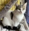 Kittens, teens & cats - Furrytails Kitten Rescue in Levin Carousel 13