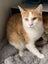 Kittens, teens & cats - Furrytails Kitten Rescue in Levin Carousel 14