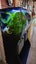Fluval 123L fish tank and stand Carousel 6