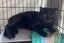 Kittens, teens & cats - Furrytails Kitten Rescue in Levin Carousel 16