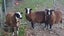 East Friesian Ram lambs Carousel 1