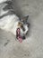 Border Collie x Blue Heeler - Clover Carousel 2