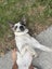 Border Collie x Blue Heeler - Clover Carousel 3