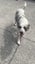 Border Collie x Blue Heeler - Clover Carousel 5
