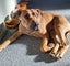 Sasha (Ellie's Canine Rescue & Rehome) Carousel 1