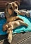 Sasha (Ellie's Canine Rescue & Rehome) Carousel 2