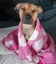 Sasha (Ellie's Canine Rescue & Rehome) Carousel 3