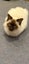 Rag Doll Cat Carousel 1