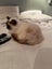 Rag Doll Cat Carousel 2