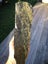 Pounamu greenstone carving block MAY DEALS $1 reserve Carousel 2