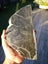Pounamu greenstone carving block MAY DEALS $1 reserve Carousel 4