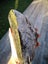 Pounamu greenstone carving block MAY DEALS $1 reserve Carousel 7