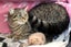 Cats Protection Canterbury - Katie Carousel 2