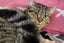 Cats Protection Canterbury - Katie Carousel 1