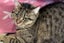 Cats Protection Canterbury - Katie Carousel 3
