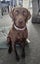 German Shorthaired Pointer Carousel 1