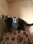 Cats Protection Canterbury - Winter and Storm Carousel 1