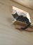 Cats Protection Canterbury - Winter and Storm Carousel 2