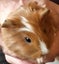 BABY GUINEA PIGS Carousel 3