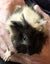 BABY GUINEA PIGS Carousel 4