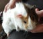 BABY GUINEA PIGS Carousel 8