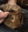 BABY GUINEA PIGS Carousel 6