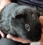 BABY GUINEA PIGS Carousel 9