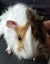 BABY GUINEA PIGS Carousel 7
