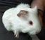 BABY GUINEA PIGS Carousel 10