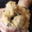 BABY GUINEA PIGS Carousel 11