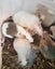 Adorable female mice Carousel 3