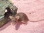 Adorable female mice Carousel 5