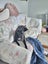 Jess (Rowdy's Message) 5 yr old retired greyhound **NEW PLYMOUTH based** Carousel 6