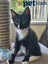 LONELY MIAOW KITTEN - EMERALD Carousel 1