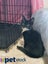 LONELY MIAOW KITTEN - AMBER Carousel 1