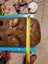 Maori Tiki hand carved art big $1!!!!!!! Carousel 3