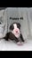 American Staffordshire Carousel 8