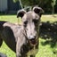 Zorro (Thrilling Dodge) 3 yr old retired greyhound Carousel 4