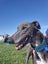 Zorro (Thrilling Dodge) 3 yr old retired greyhound Carousel 5