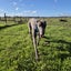 Zorro (Thrilling Dodge) 3 yr old retired greyhound Carousel 6