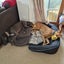 Zorro (Thrilling Dodge) 3 yr old retired greyhound Carousel 3