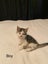 Cute kittens for sale Carousel 11