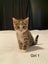 Cute kittens for sale Carousel 1