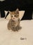 Cute kittens for sale Carousel 3