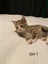 Cute kittens for sale Carousel 2