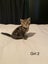 Cute kittens for sale Carousel 4