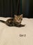 Cute kittens for sale Carousel 5