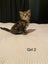 Cute kittens for sale Carousel 6